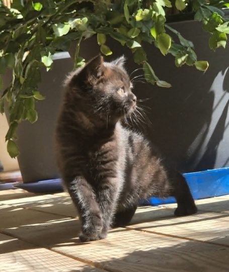 Onyx, svart hane, snart 7 veckor