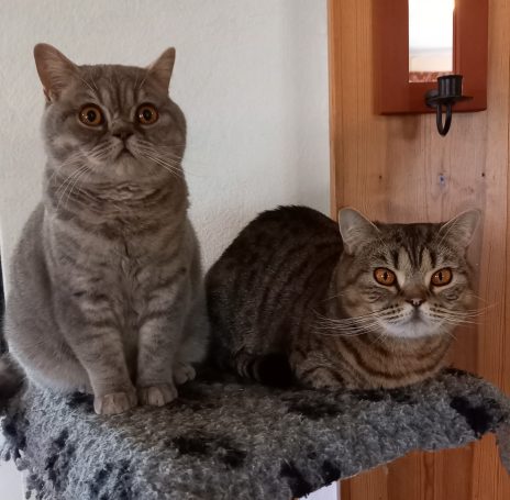 Niva och Rosie