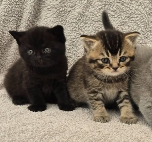 Onyx BSH n, svart och Opal BSH n 25, svarttickad, båda hanar 4 veckor