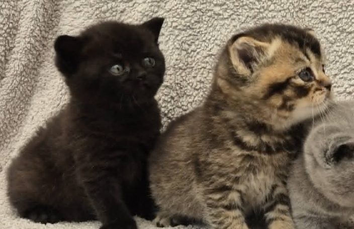 Onyx BSH n, svart och Opal BSH n 25, svarttickad, båda hanar 4 veckor