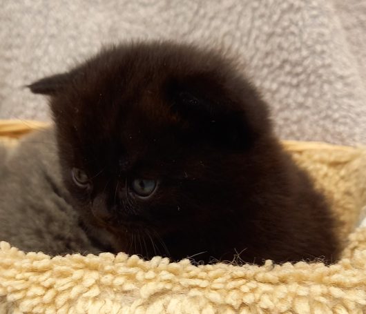 Onyx, Hane, BSH n, svart, 3 veckor