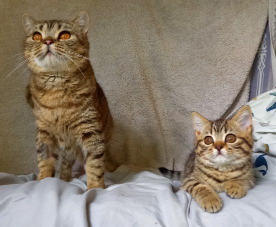 Rosie med sin dotter Omega. Båda svartspotted.
