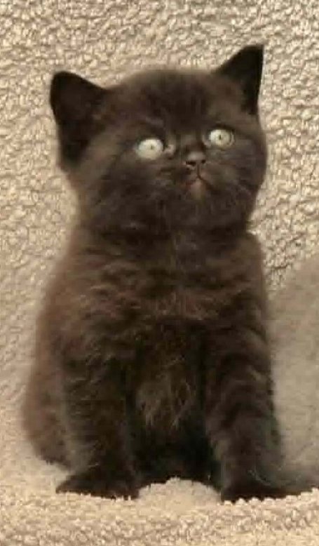 Onyx, BSH n, svart, hane, 5 veckor
