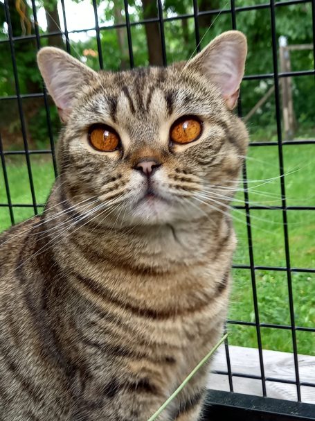 Ch S* Alway´s Rosie, BSH n 24, svartspotted