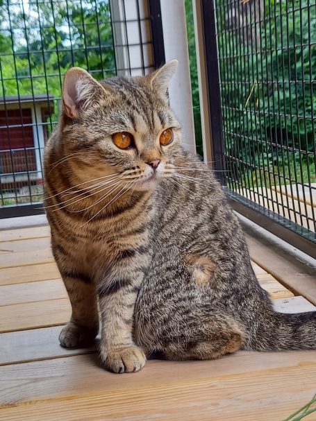 Ch S*Always´s Rosie BSH n 24