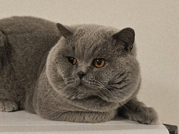 Tazzamore´s Puzzel BSH a