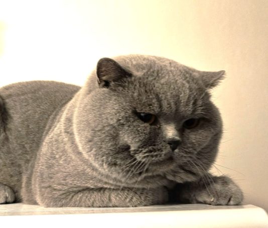 Tazzamore´s Puzzel BSH a