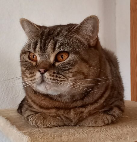 Ch S*Always´s Rosie BSH n 24