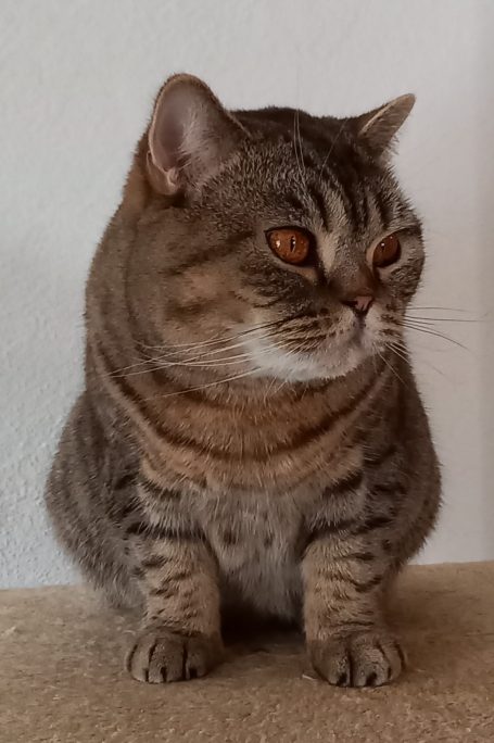 Ch S*Always´s Rosie BSH n 24