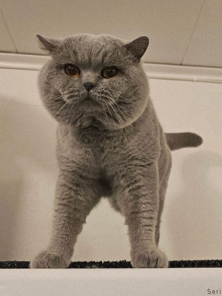 Tazzamore´s Puzzel BSH a